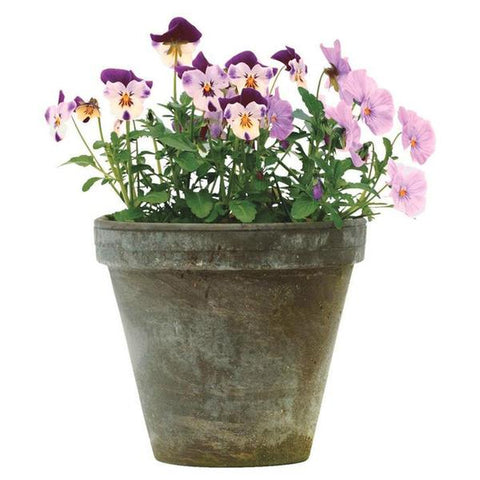 Pote arcilla basalto clay 10"